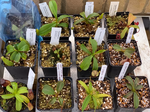 02. Some of my young plants that I'll be giving extra light over winter