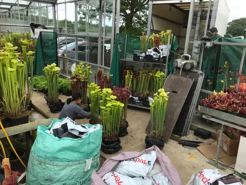 02. Specimen plants are loaded into the van for the 2017 Chelsea Flower Show