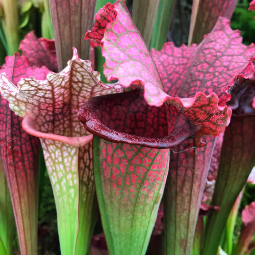 02. The beautiful pitchers of Sarracenia Juthatip Soper