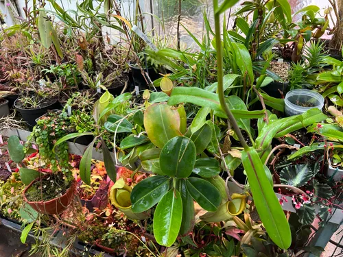 02. The big one in the foreground in N. veitchii x campanulata.