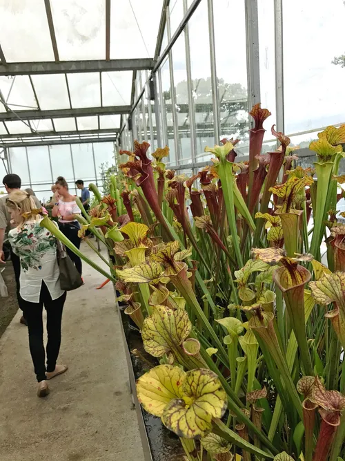 02. The first Sarracenia bench, with many different varieties of S. flava.