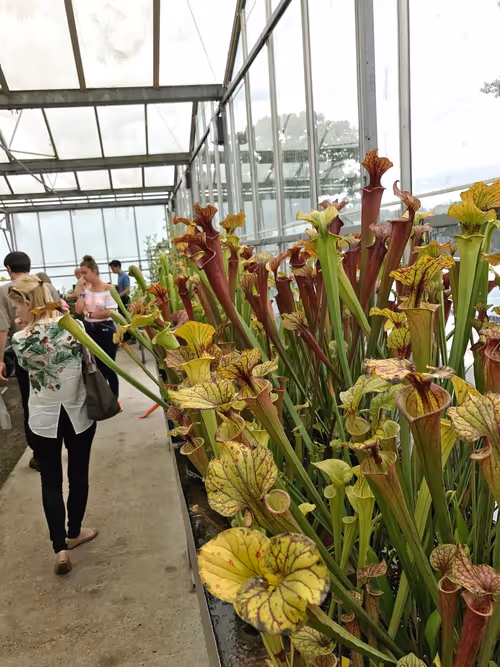 02. The first Sarracenia bench, with many different varieties of S. flava
