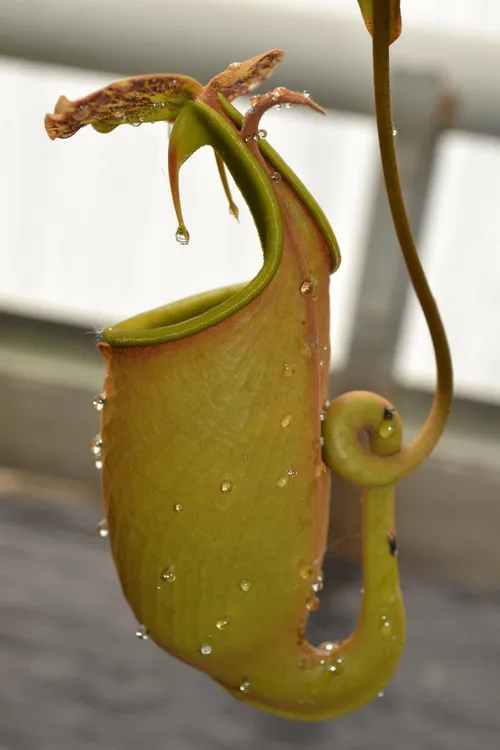 02. This N. bicalcarata upper pitcher was particularly stunning, and as you can see was dripping with sweet nectar