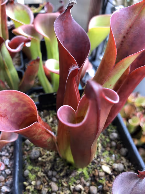 03 Heliamphora ceracea AW
