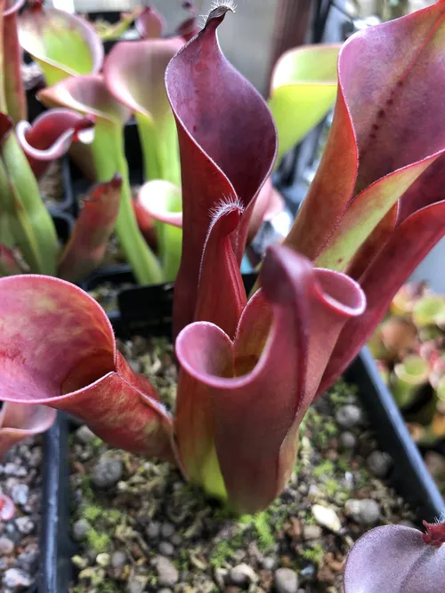 03 Heliamphora ceracea AW