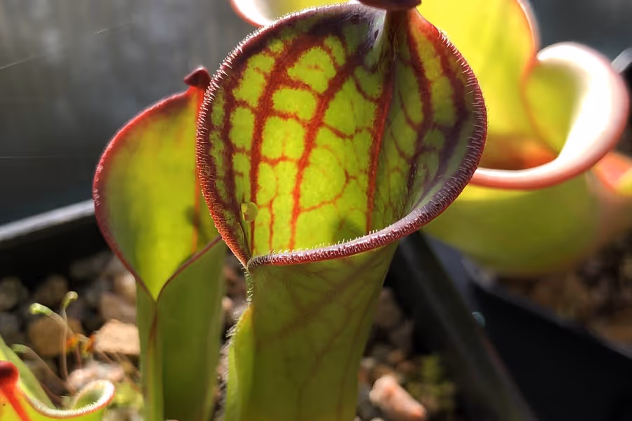 Q&A with David Durie of Alba Exotics