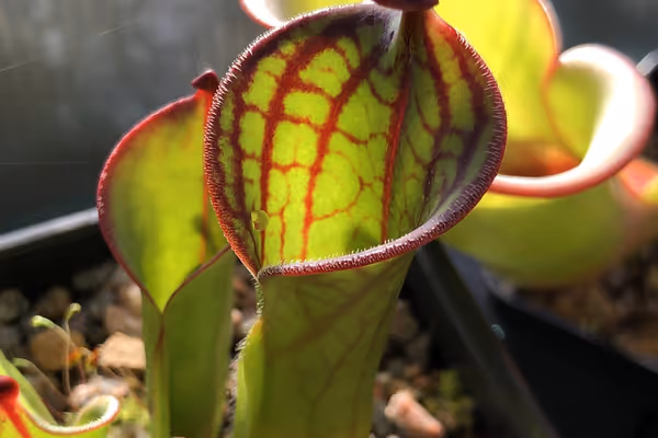 Q&A with David Durie of Alba Exotics