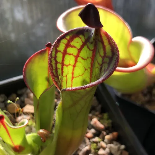 03 Heliamphora macdonaldae AW