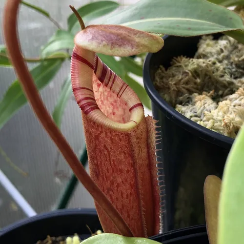 03 Nepenthes burbidgeae x x trusmadiensis