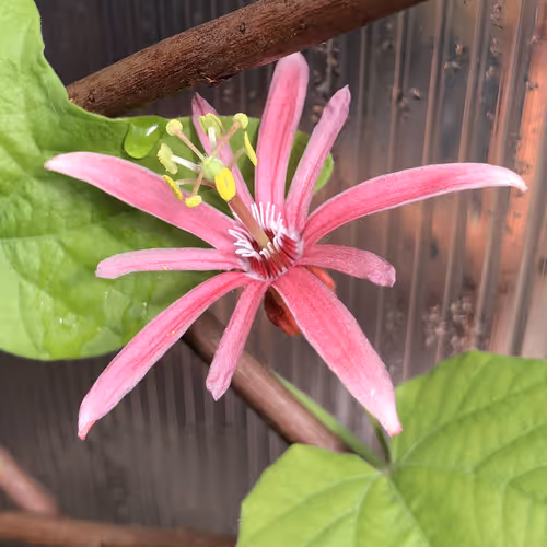03 Passiflora sanguinolenta
