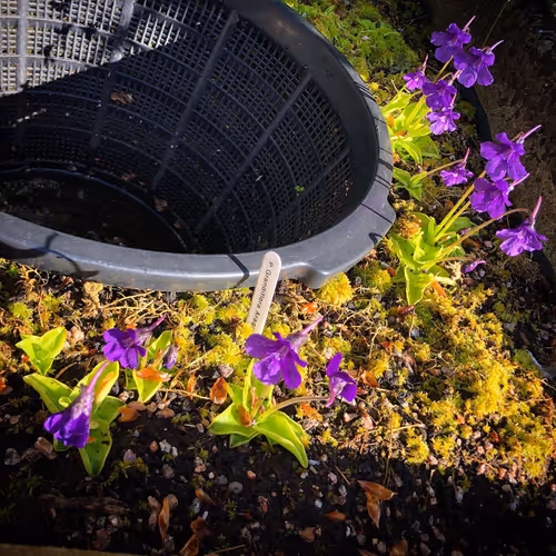 03 Pinguicula grandiflora