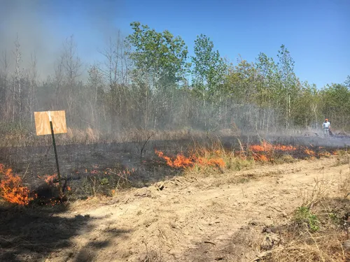 03. A prescribed burn at the Joseph Pines Preserve, May 2018