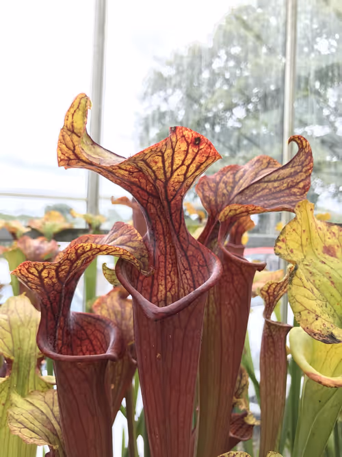 03. A strikingly coloured form of Sarracenia flava var ornata