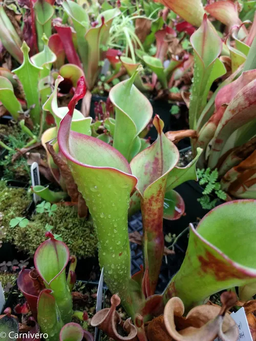 03. An assortment of Heliamphora sun pitchers.