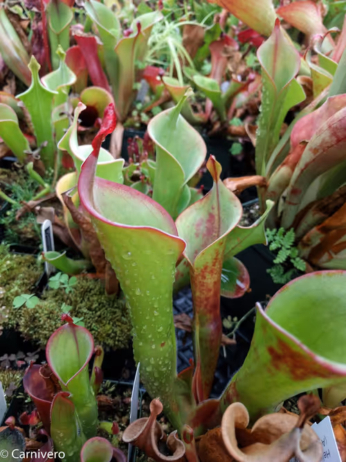 03. An assortment of Heliamphora sun pitchers