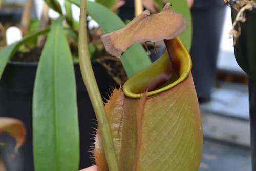 03. An older lower pitcher on Nepenthes bicalcarata