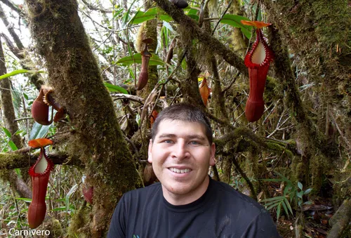 03. Drew on Tambuyukon with Nepenthes edwardsiana.