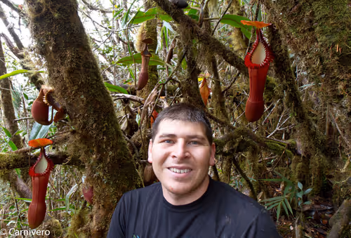 03. Drew on Tambuyukon with Nepenthes edwardsiana