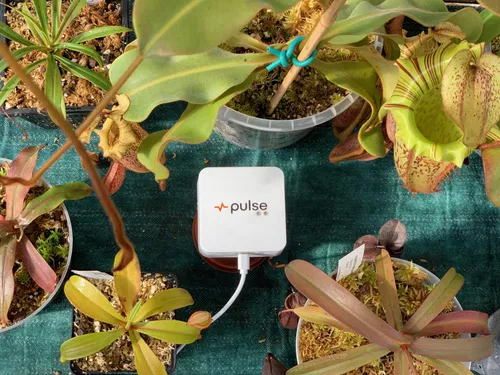 03. Installed and logging conditions among the Nepenthes