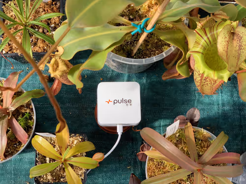 03. Installed and logging conditions among the Nepenthes