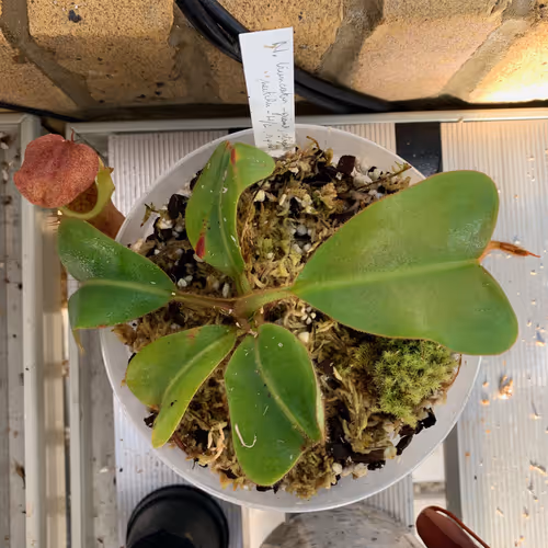 03. Leaf jumps! Always a good sign