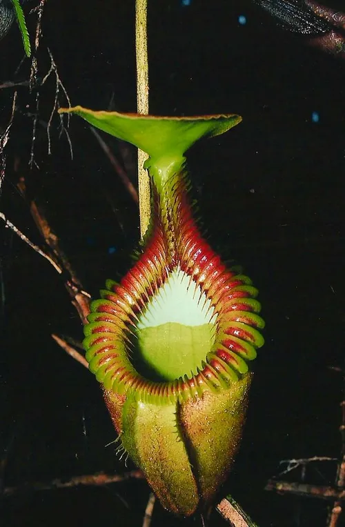 03. Matts photo of Nepenthes villosa in Borneo