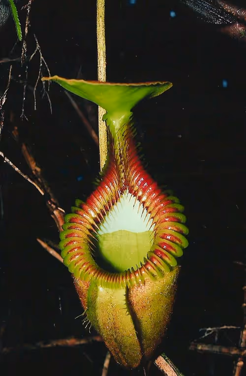 03. Matts photo of Nepenthes villosa in Borneo