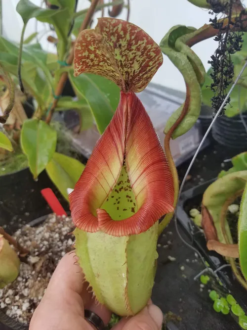 03. Nepenthes (Rokko x boschiana) x veitchii.