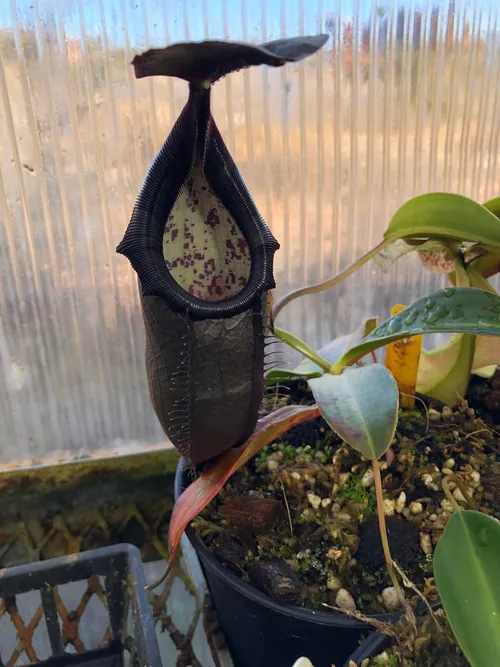 03. Nepenthes bongso