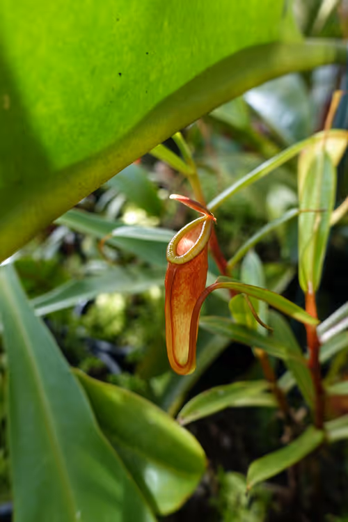 03. Nepenthes dubia from Malea