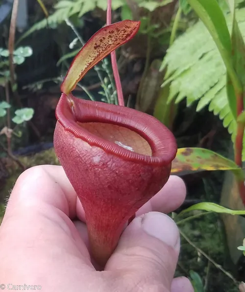 03. Nepenthes jamban.