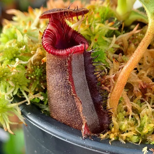 03. Nepenthes lowii seedling (SG).