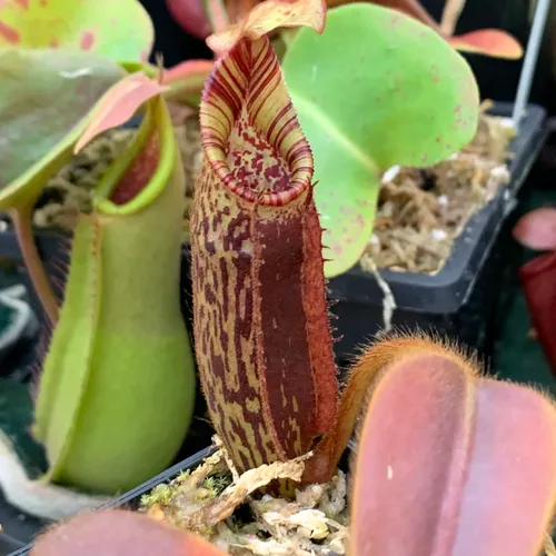 03. Nepenthes mollis (AW).