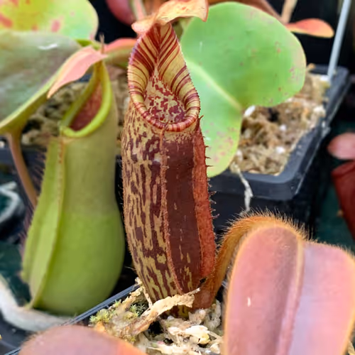 03. Nepenthes mollis (AW)