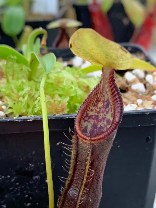 03. Nepenthes singalana, a seed-grown plant I bought recently and which is growing very well