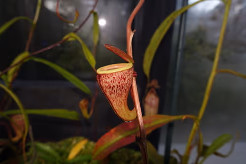 03. Nepenthes tenuis