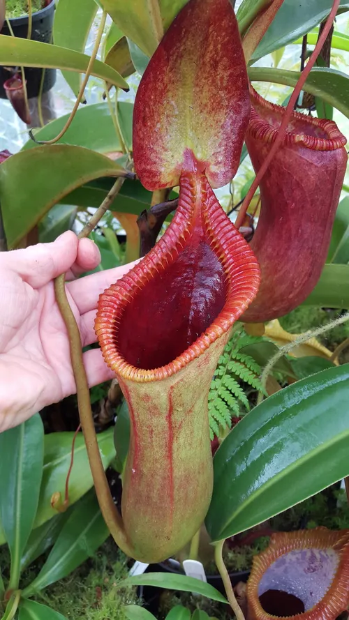 03. Nepenthes x trusmadiensis