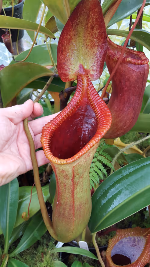 03. Nepenthes x trusmadiensis