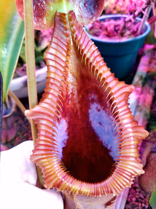 03. Nepenthes x trusmadiensis