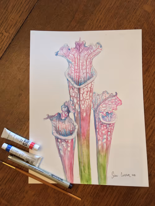 03. Painting of Sarracenia leucophylla in Liberty County, by Siru Curzon