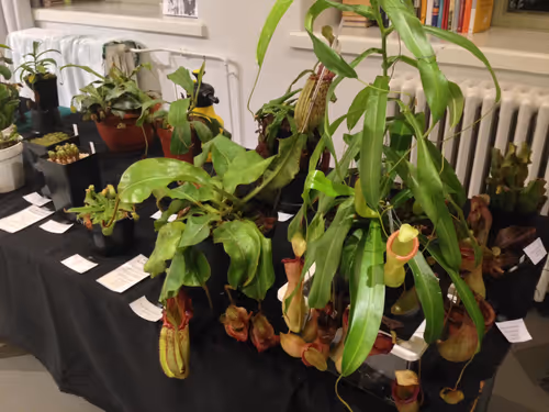 03. Sirus booth at an orchid exhibition in 2015