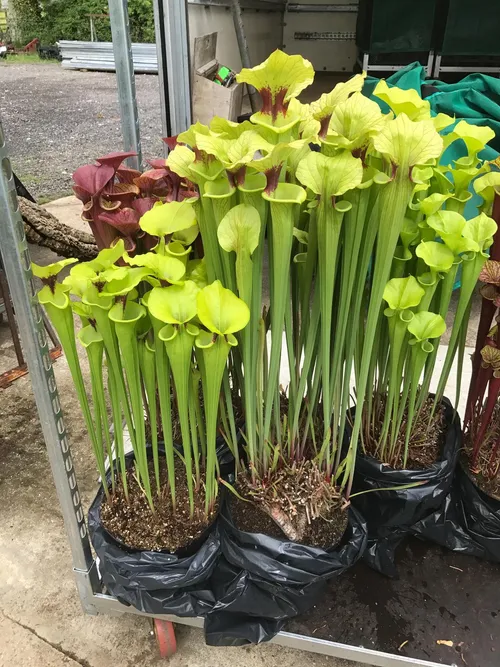 03. Some stunning forms of Sarracenia flava ready for display