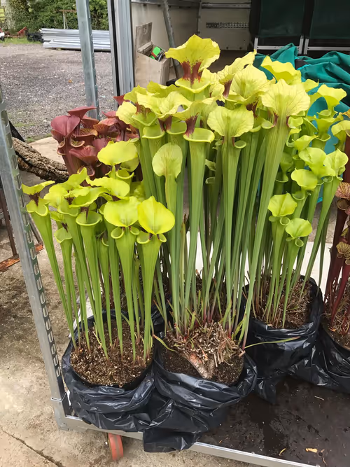 03. Some stunning forms of Sarracenia flava ready for display