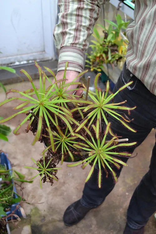 03. This particular plant resembled a palm tree, with years of dead leaves beneath each rosette forming a kind of stem.