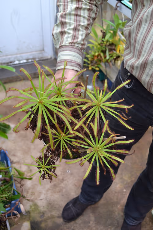 03. This particular plant resembled a palm tree, with years of dead leaves beneath each rosette forming a kind of stem