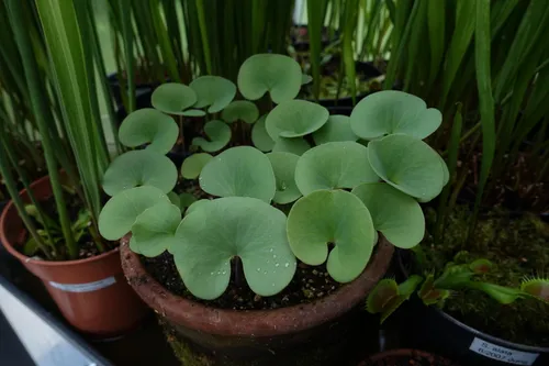 03. Utricularia reniformis large