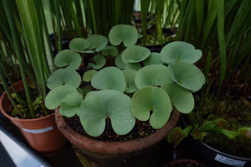 03. Utricularia reniformis large