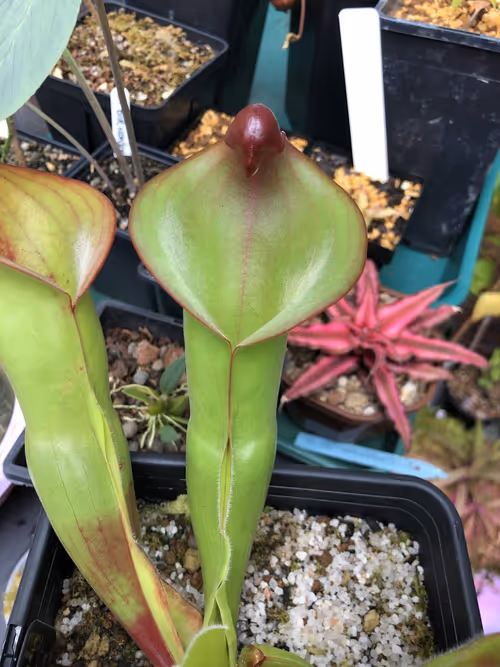 04 Heliamphora folliculata x neblinae