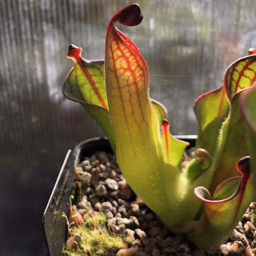 04 Heliamphora macdonaldae AW