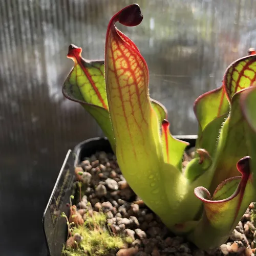 04 Heliamphora macdonaldae AW